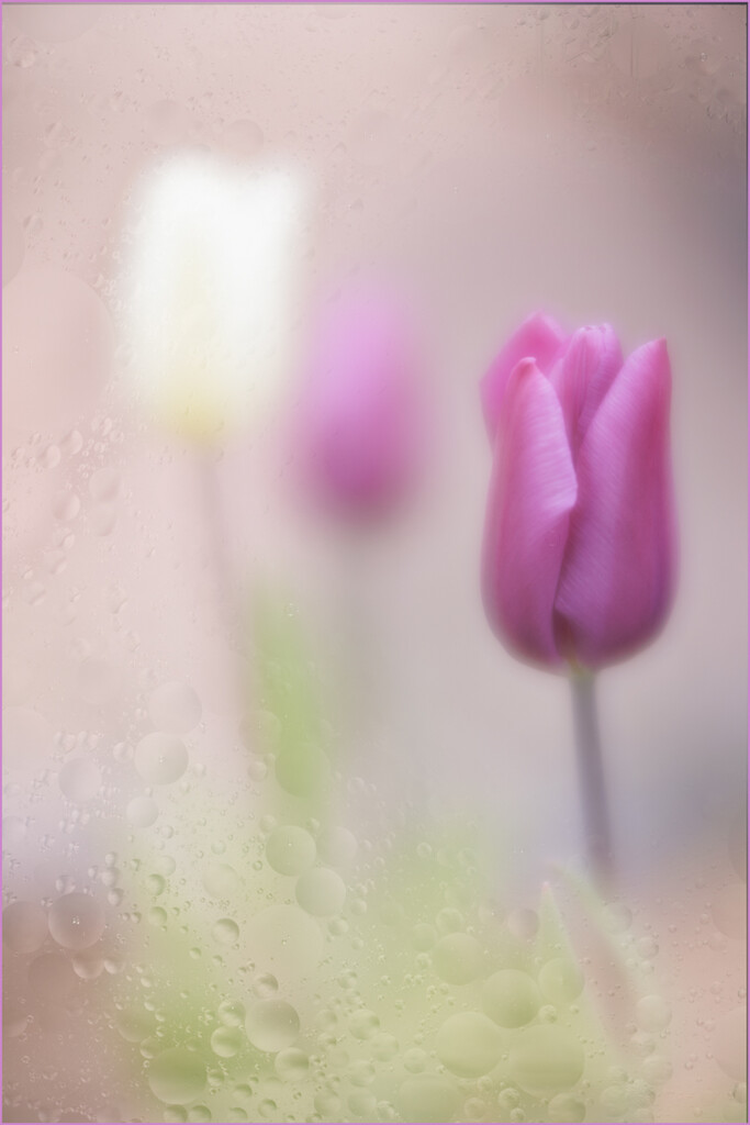 Easter tulips by marshwader