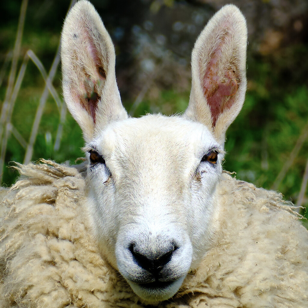 Sheepy Ears by brocky59