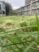 9th Apr 2023 - Grass strimming 