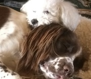 10th Apr 2023 - Flynn and Meg often curl up together 