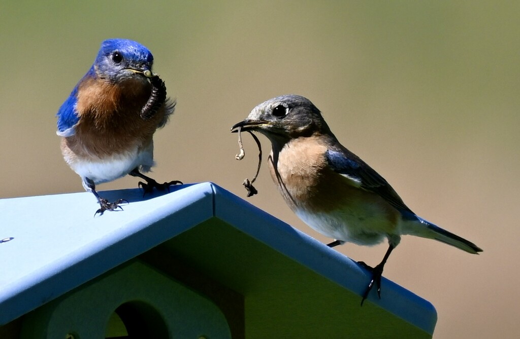 Bluebirds courting by kathyladley