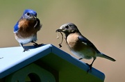 9th Apr 2023 - Bluebirds courting