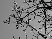 9th Apr 2023 - Backlit Poplar Buds