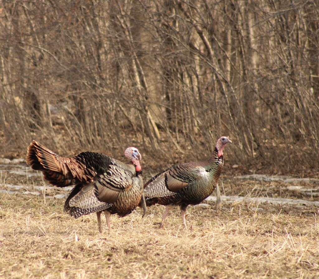 Strutting turkeys  by mltrotter