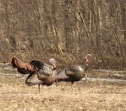 9th Apr 2023 - Strutting turkeys 