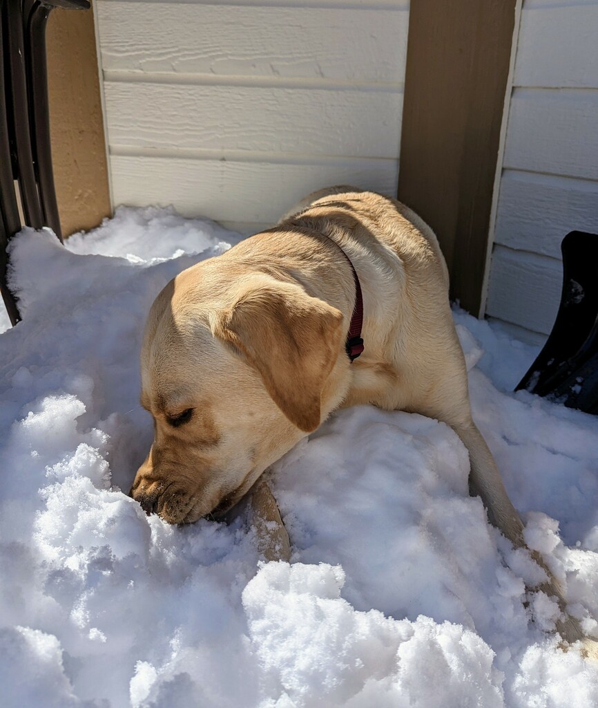 I Love Eating Snow!! by harbie