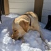 I Love Eating Snow!! by harbie