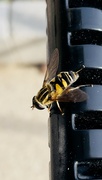 9th Apr 2023 - Bee!