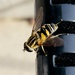 Bee! by eahopp