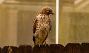 9th Apr 2023 - Red Shouldered Hawk on the Back Fence!