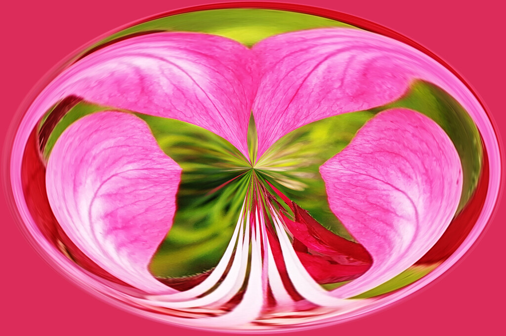 Swirled Flower - Gaura Lindheimeri by onewing