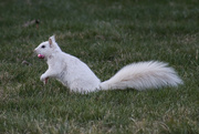 9th Apr 2023 - Leucistic Squirrel