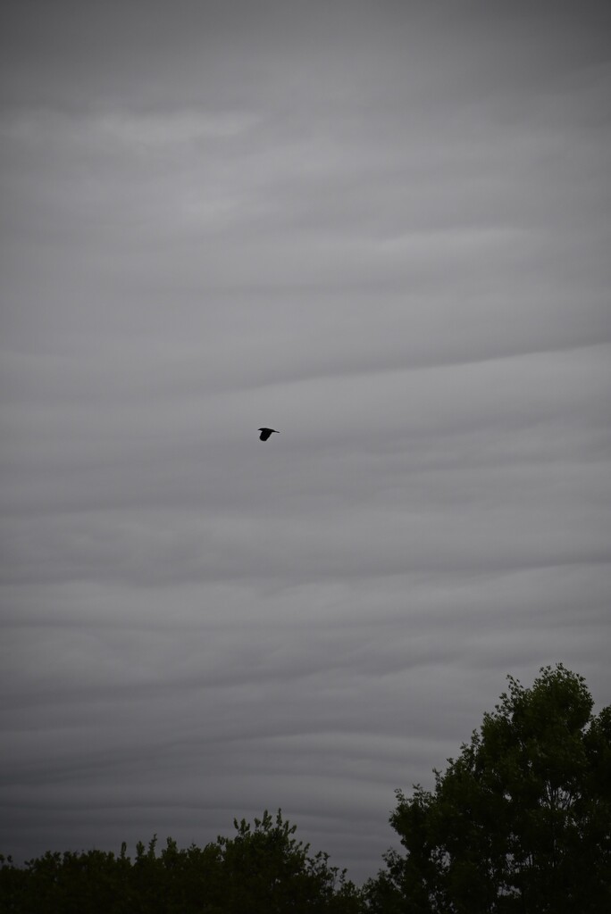 Bird in Stormy Sky by metzpah