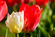 9th Apr 2023 - Tulips