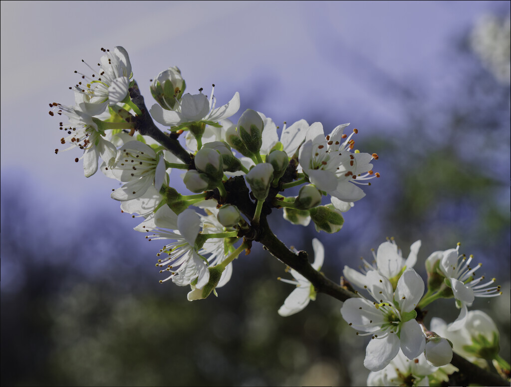 Spring  blossom by sjoyce