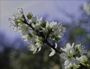 8th Apr 2023 - Spring  blossom