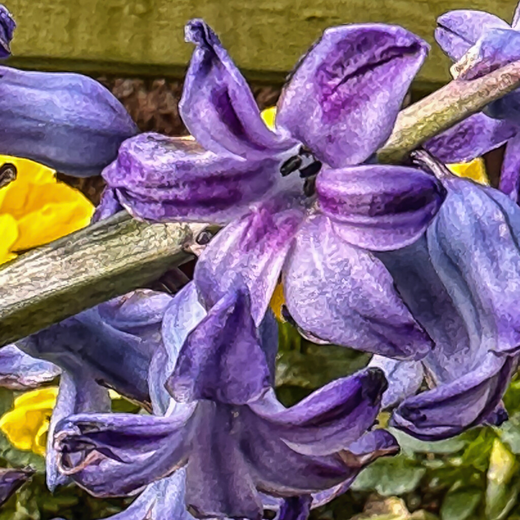 Hyacinth  by pamknowler