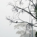 Kookaburra Sits In The Old Gum Tree by mazoo