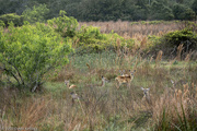 10th Apr 2023 - Whitetail Deer