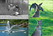 7th Apr 2023 - Park Gympie ducks 2
