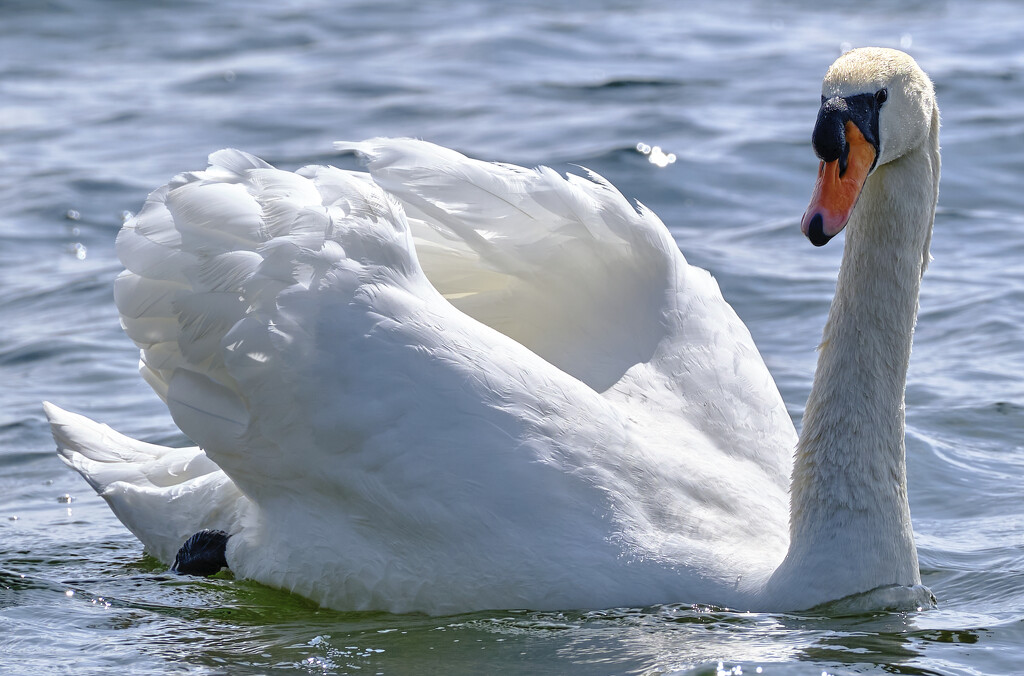 Rutland Water UK Swan by brocky59