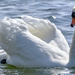 Rutland Water UK Swan by brocky59