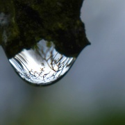 10th Apr 2023 - Pear tree in a droplet of rain 