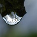 Pear tree in a droplet of rain  by anitaw