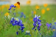 9th Apr 2023 - Texas Bluebonnets and Friends 1/2