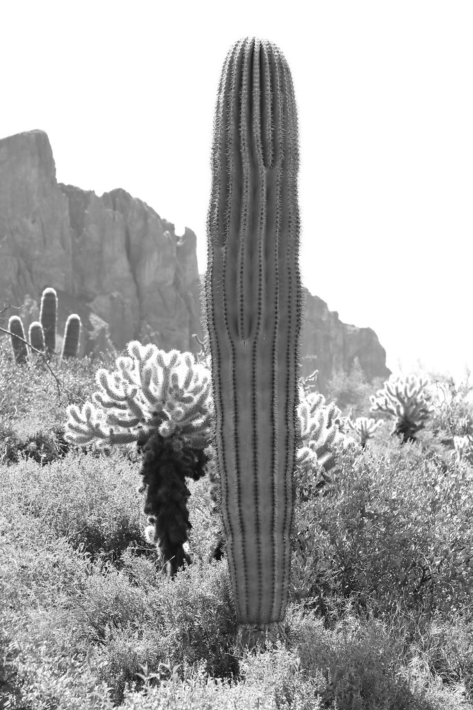 portrait of a young saguaro by blueberry1222