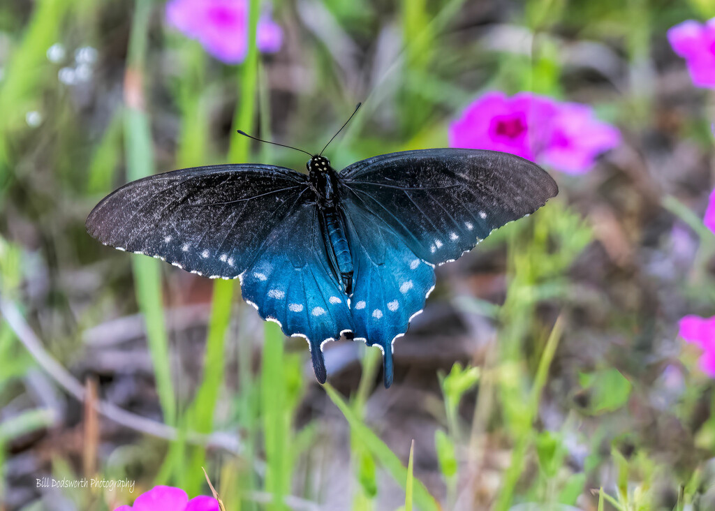 Flight of a Pipevine Swallowtail Butterfly by photographycrazy