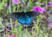 10th Apr 2023 - Flight of a Pipevine Swallowtail Butterfly