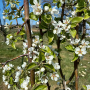 10th Apr 2023 - Pear blossom