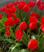 10th Apr 2023 - Tulips afire