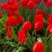 Tulips afire by denidouble