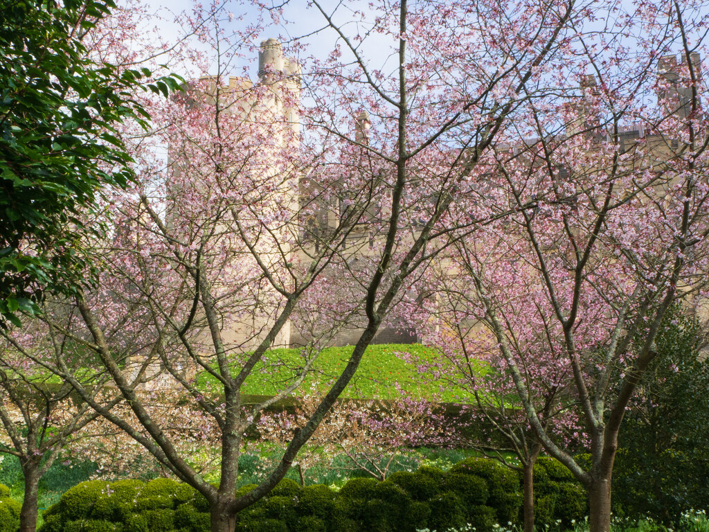 Arundel Castle through cherry trees by josiegilbert
