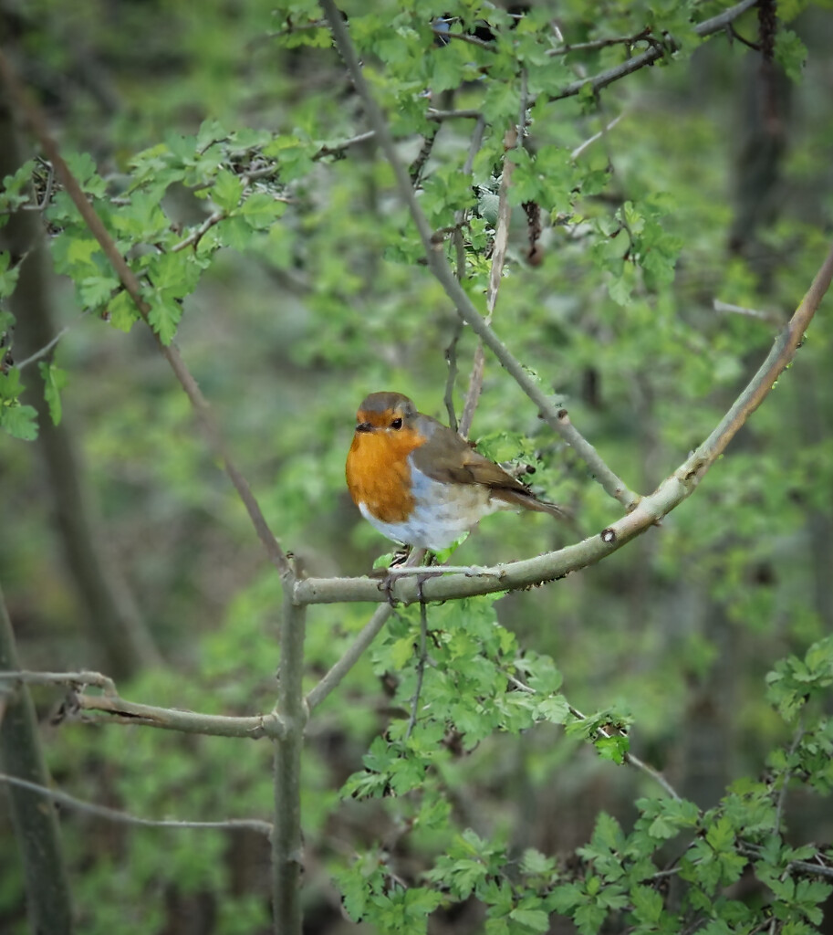 Robin by andyharrisonphotos