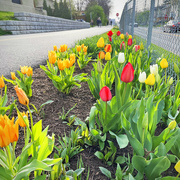 10th Apr 2023 - Tulips On The Bike Trail