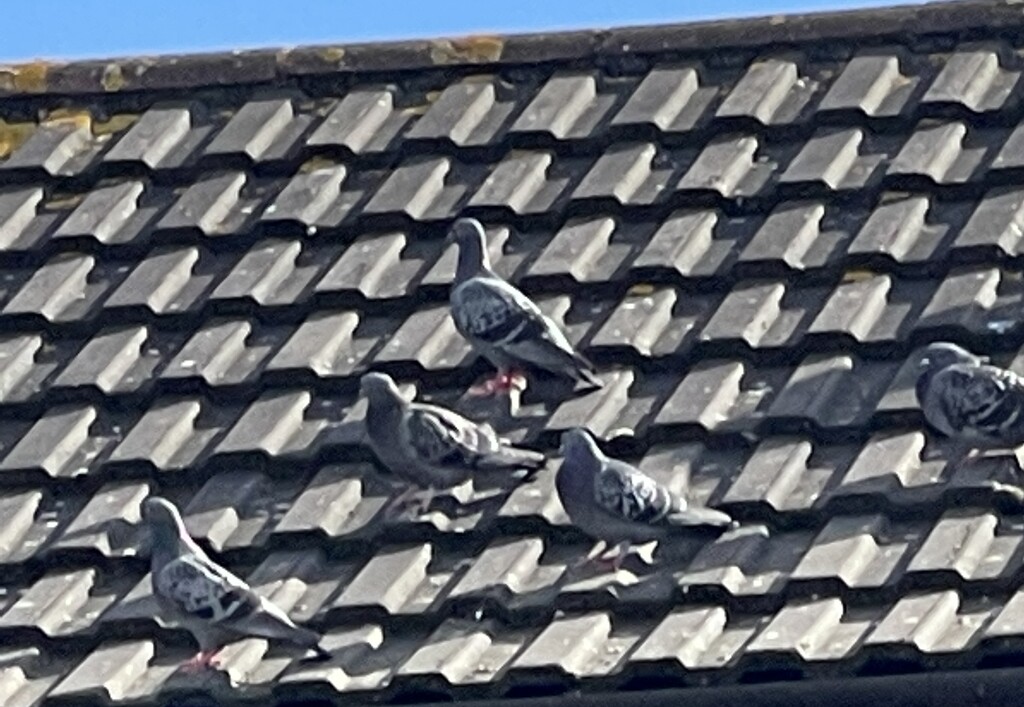 Pigeons on the roof by bill_gk