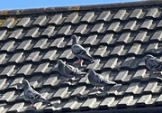 10th Apr 2023 - Pigeons on the roof