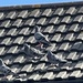 Pigeons on the roof by bill_gk