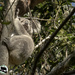 Egwene is a big girl by koalagardens