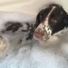 Flynn really likes a bath by Dawn