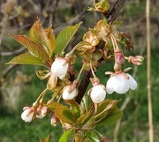 9th Apr 2023 - Spring blossom