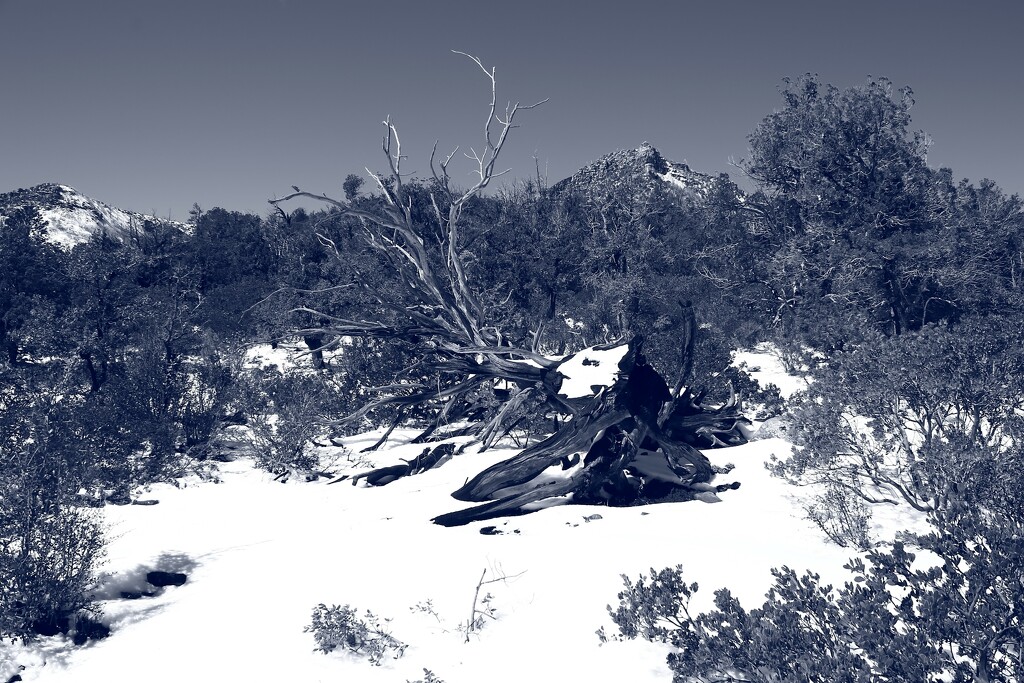 fallen tree by blueberry1222