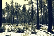 8th Mar 2023 - forest snow scene