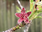 10th Apr 2023 - Peach Tree Blossom