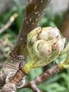 6th Apr 2023 - Pear Tree Blossom