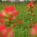 Texas Wildflowers by matsaleh
