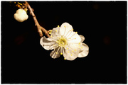 9th Apr 2023 - Just Blossom